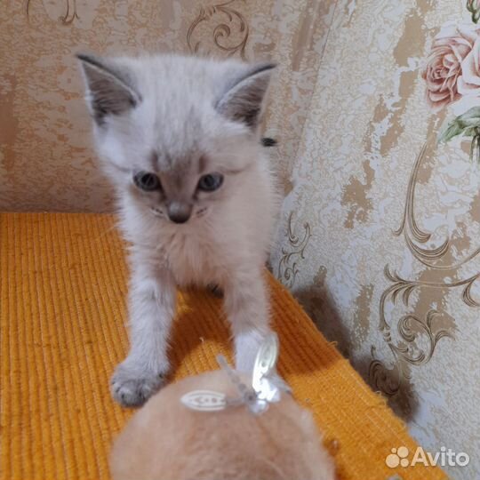 Котятки в добрые руки