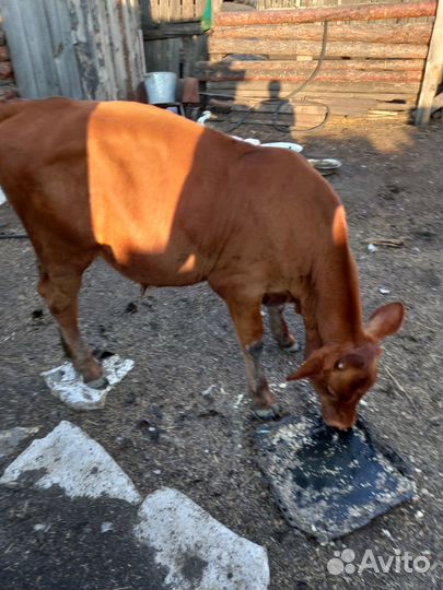 Продам тёлку