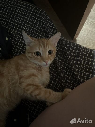 Кот