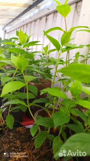 Гартензия метельчатая Полар бир