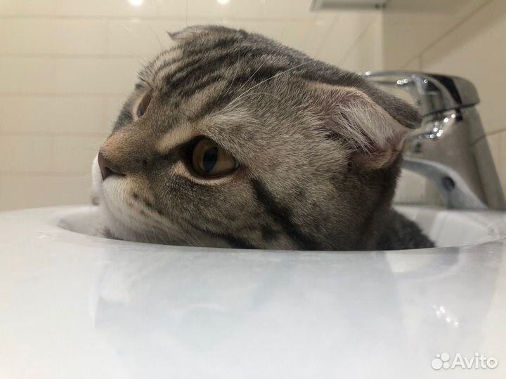 Кот для вязки