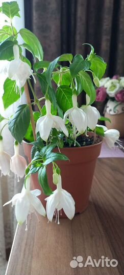 Колерия,фуксия белая