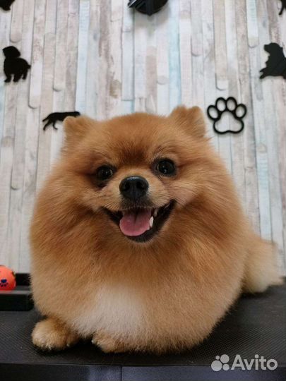 Груминг, тримминг, экспресс-линька