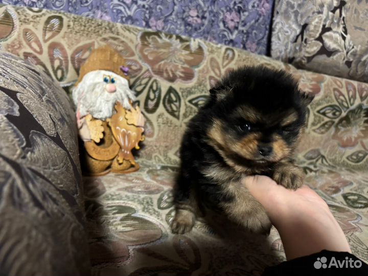 Чистокровные шпицы