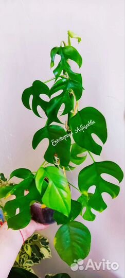 Сциндапсус Treubii dark form variegated
