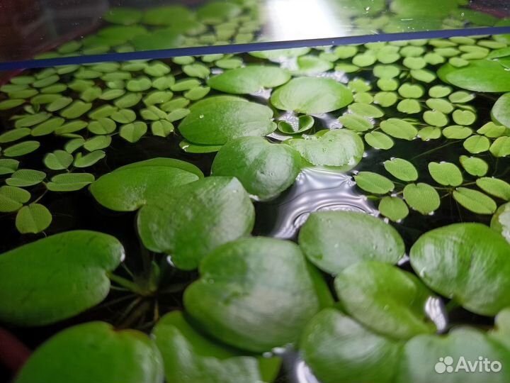 Лимнобиум - аквариумное плавающее растение