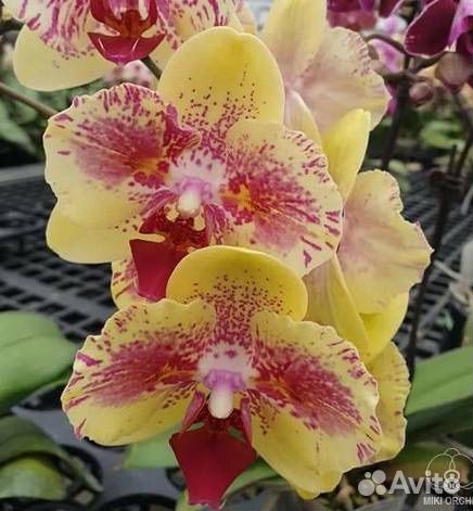 Орхидея Fangmei A Hot (peloric) 2.5''