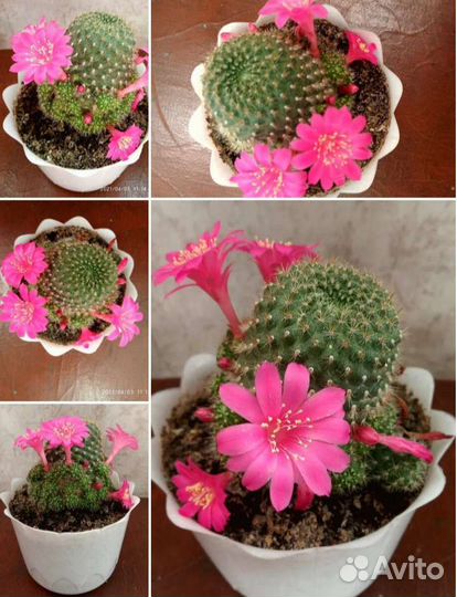 Детки цветущего кактуса