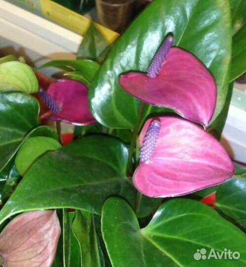 Антуриумы разных цветов