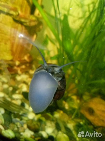 Улитки аквариумные Ампулярии