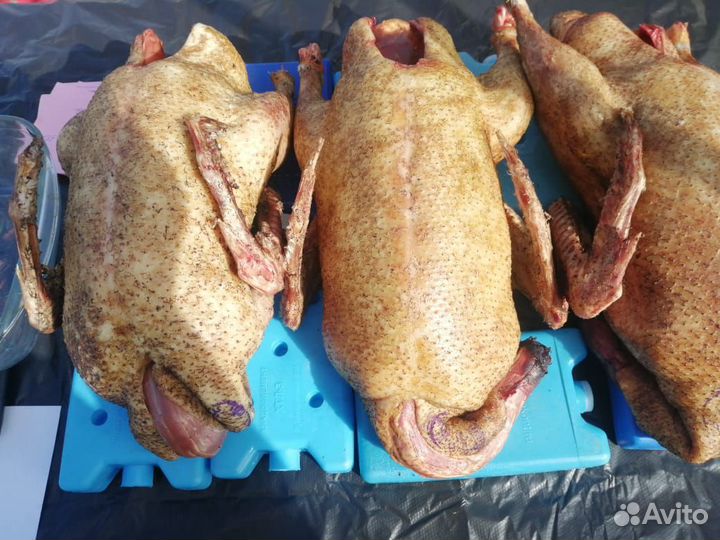 Мясо утки мулард