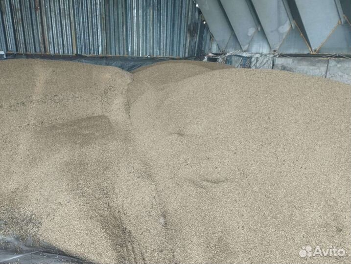 Зерно ячмень