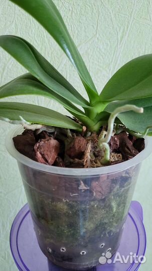 Орхидея фаленопсис мини