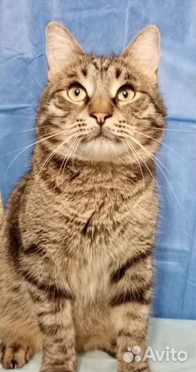 Полосатик ищет дом