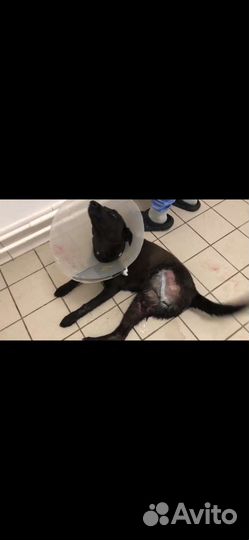 Собаки бесплатно