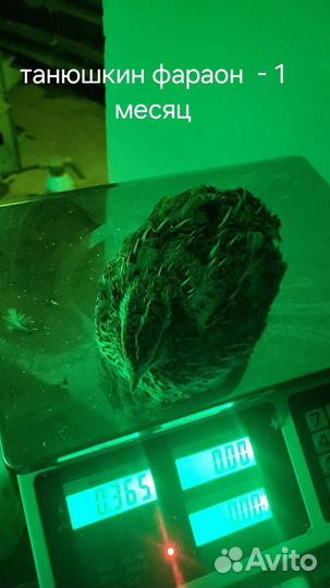 Дмитриевские перепел и танюшкин фараон