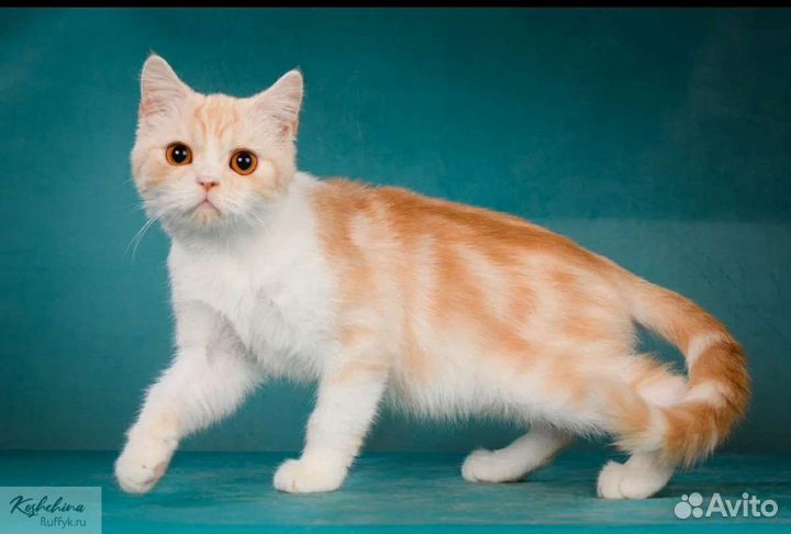 Шотландцы подростки