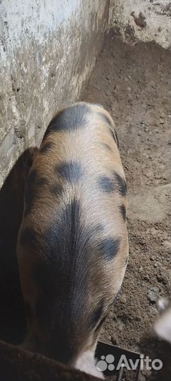 Мясо свинина домашняя