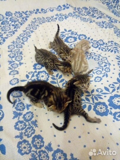 Котята метисы