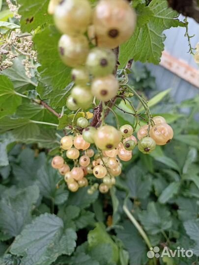 Белая смородина