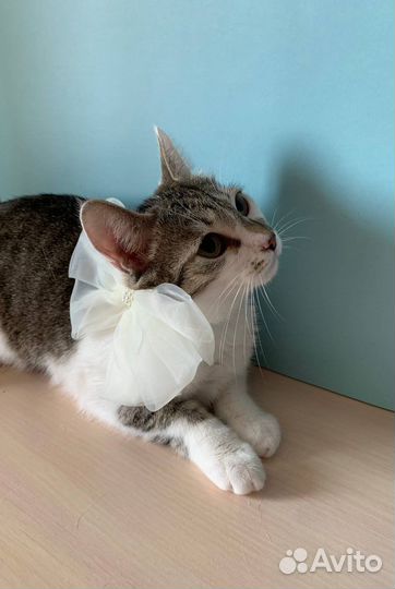 Котенок девочка,в добрые руки, трёхцветная