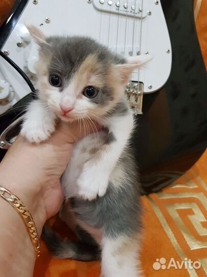 Котенок-девочка 1,5 месяца