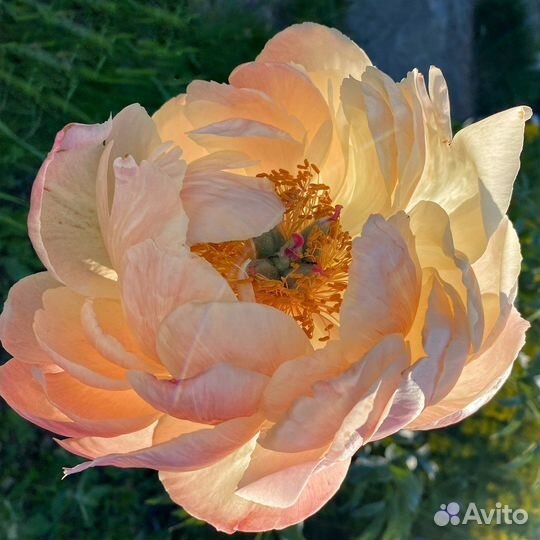 Пион Корел Сансет (Coral Sunset)