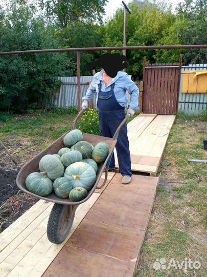 Семена тыквы для посадки или еды