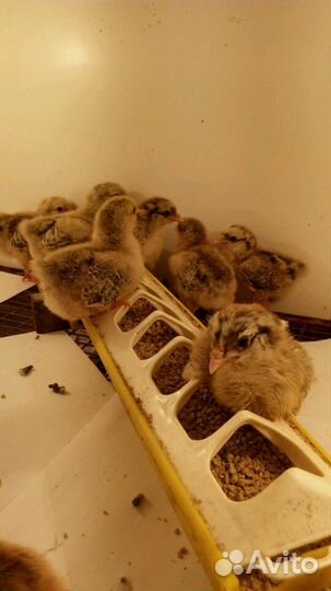 Виандот карлик цыплята и инк,яйцо