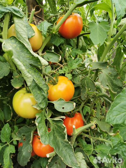 Помидоры томаты домашние