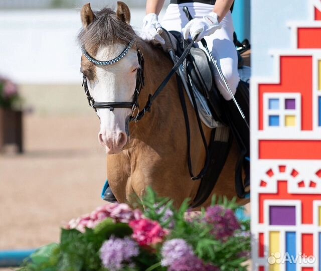 Уэльский пони