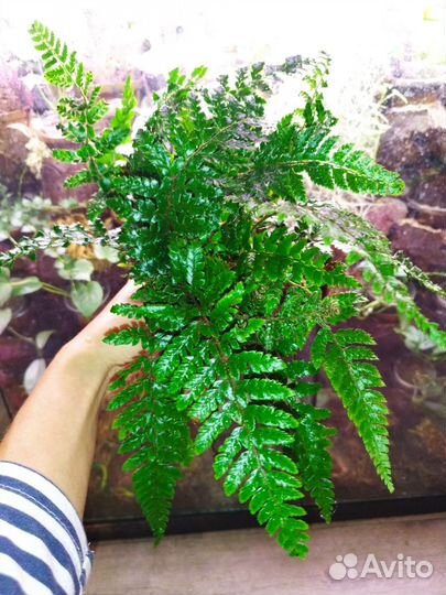 Полистихум Polublepharum