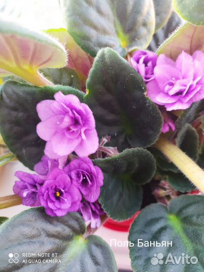 Фиалки цветущие продаются те что на фото
