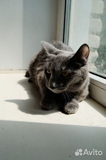 Серая кошечка