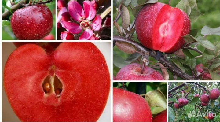 Яблоня Байя мариса.Роялти.Ред Лав