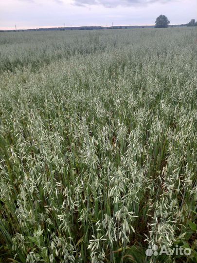 Овес голозерный сорт першерон