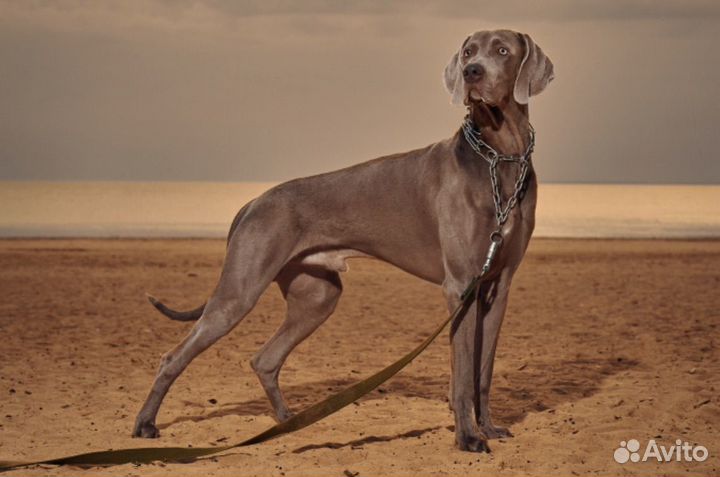 Собака веймаранер для фотосессии