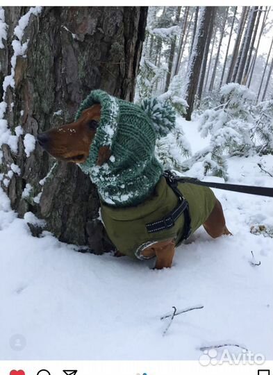 Вязанные вещи для питомца. Шапка для таксы