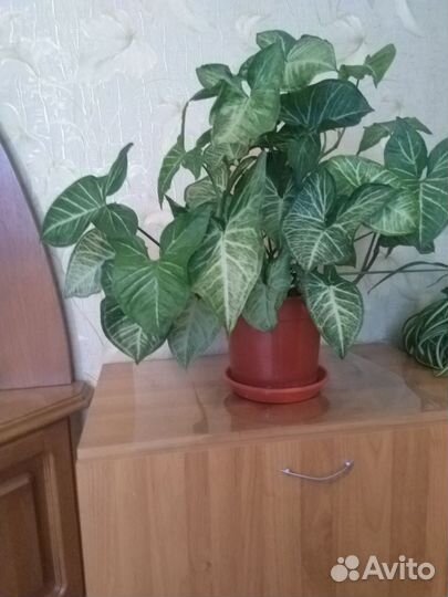 Комнатные цветы