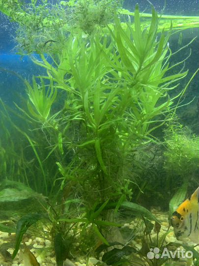 Растения прополка