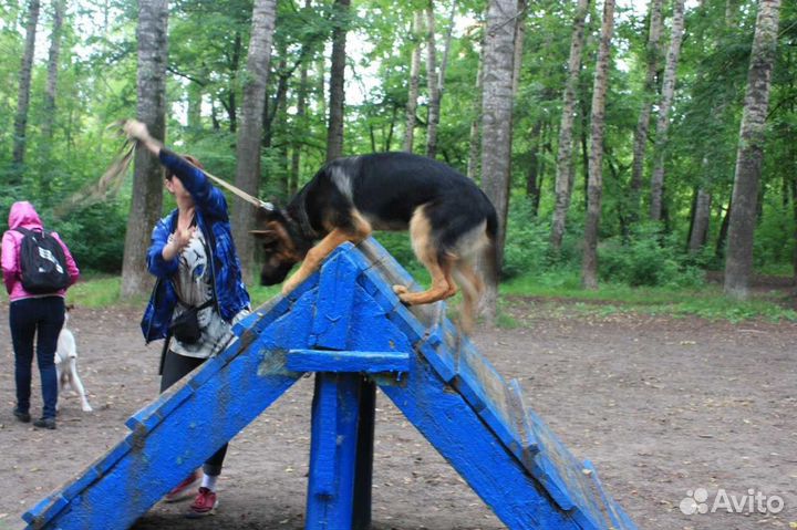 Профессиональная дрессировка собак в Курске, услуг