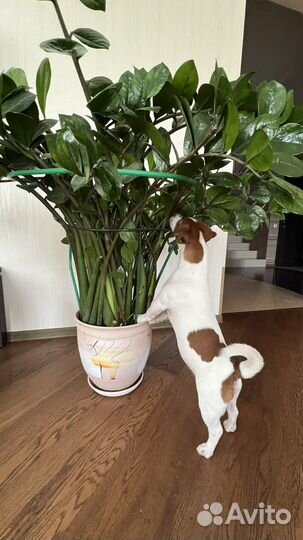 Цветок замиокулькас