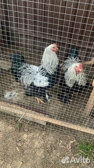 И/я брама, маран, семья брама, михилейка