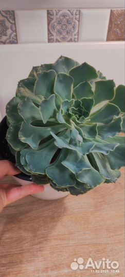 Суккуленты