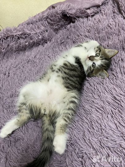 Британские котята