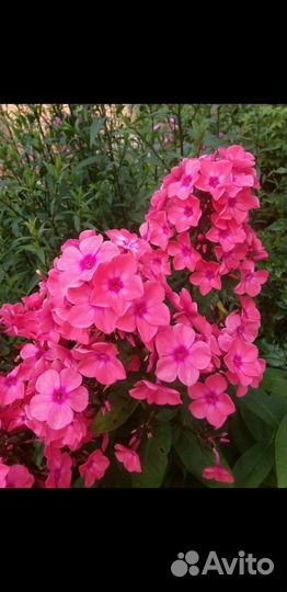 Флокс Pure Feelings