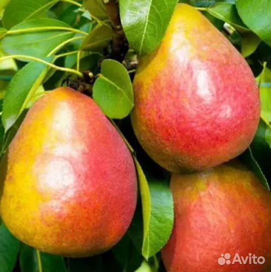 Саженцы груши 2ух летка