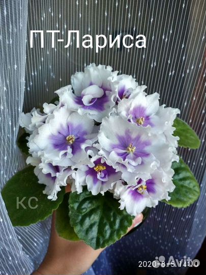 Фиалки сортовые