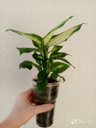 Диффенбахия Камилла