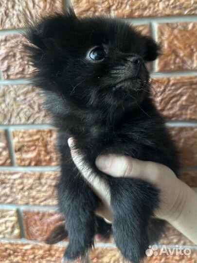 Щенки шпица мини